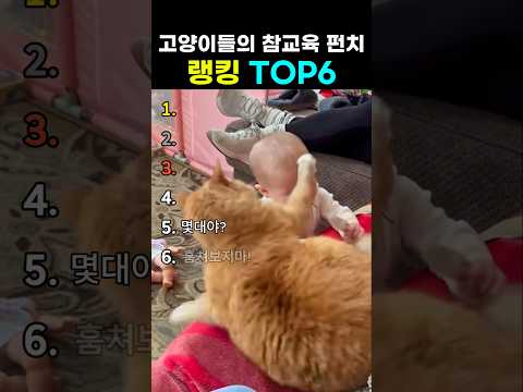 고양이들의 못말리는 참교육 펀치들 랭킹 top6