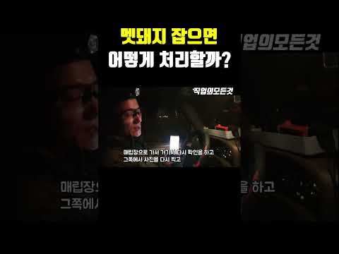멧돼지 잡으면 어떻게 처리할까? https://bbs.opparadise.com/data/apms/video/youtube/24PNGpzSDmk.jpg 멧돼지 잡으면 어떻게 처리할까?
