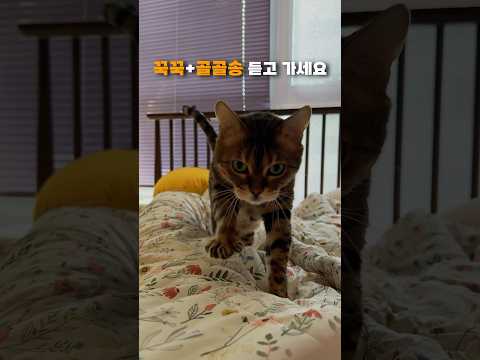 곽두필네 고양이 | 두쫀쿠 닮은 고양이 꾹꾹이와 골골송 해주는 고양이 https://bbs.opparadise.com/data/apms/video/youtube/3U5qe2PRcq8.jpg 곽두필네 고양이 | 두쫀쿠 닮은 고양이 꾹꾹이와 골골송 해주는 고양이