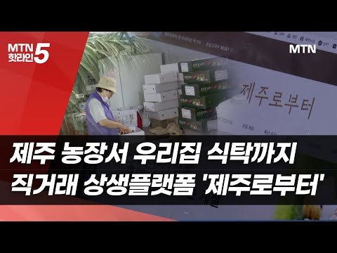 제주 농장서 우리집 식탁까지…직거래 상생플랫폼 '제주로부터'[K-소상공인이 간다③] / 머니투데이방송 (뉴스)