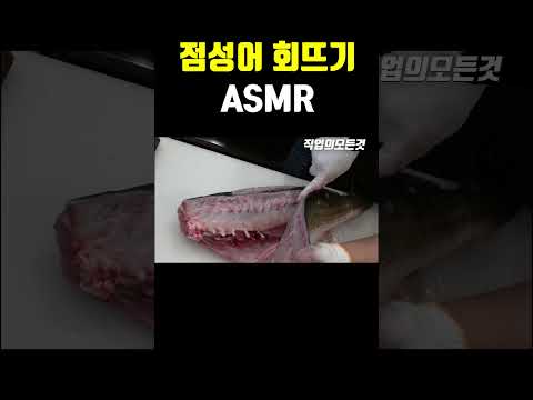 점성어 회뜨기 ASMR