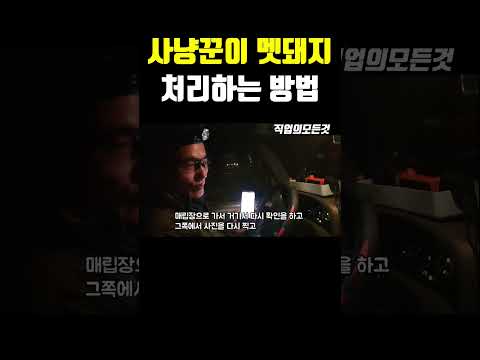 사냥꾼이 멧돼지 처리하는 방법