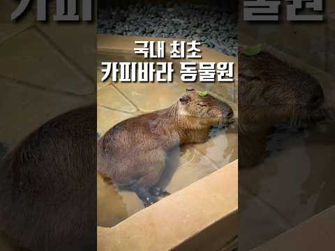진짜로 오픈했다는 카피바라 동물원 ㄷㄷ #shorts