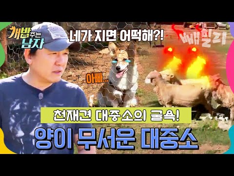 양몰이하랬더니… 아빠 주병진만 졸졸 천재견 대중소의 굴욕적인 하루 | 개밥 주는 남자 24회