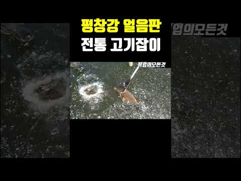 평창강 얼음판 전통 고기잡이
