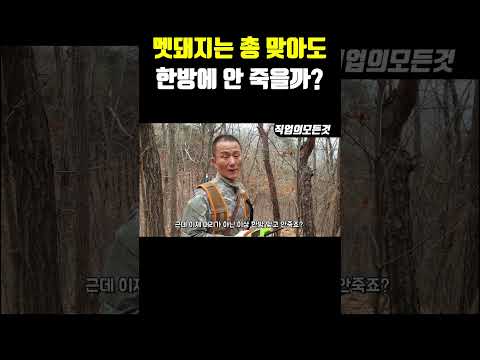 멧돼지는 총 맞아도 한방에 안 죽을까?
