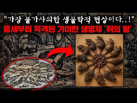 중세시대부터 계속해서 목격되며 사람들을 공포에 떨게 한 정체불명의 괴현상 '쥐의 왕' [미스터리]