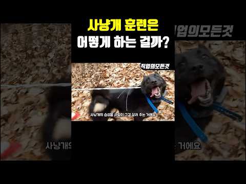 사냥개 훈련은 어떻게 하는 걸까?