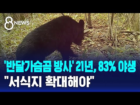 '반달가슴곰 방사' 21년, 83% 야생…"서식지 확대해야" / SBS 8뉴스 https://bbs.opparadise.com/data/apms/video/youtube/Mrpbx8cpXOk.jpg '반달가슴곰 방사' 21년, 83% 야생…"서식지 확대해야" / SBS 8뉴스