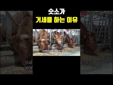숫소가 거세를 하는 이유