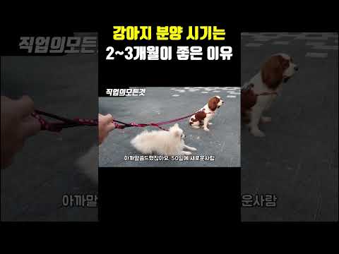 강아지 분양 시기는 2~3개월이 좋은 이유