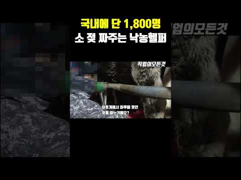 국내에 단 1,800명 소 젖 짜주는 낙농헬퍼