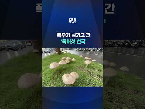 폭우가 남기고 간 '독버섯 천국' #shorts / KBS
