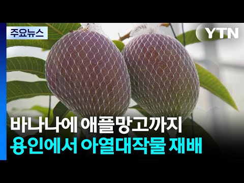 용인서 아열대작물 재배...바나나에 애플망고까지 / YTN https://bbs.opparadise.com/data/apms/video/youtube/SwrfsavDZk4.jpg 용인서 아열대작물 재배...바나나에 애플망고까지 / YTN