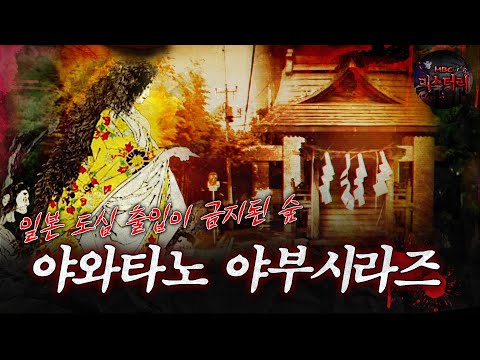 [서프라이즈] 일본 도심 출입이 금지된 숲 야와타노 야부시라즈 MBC161218방송