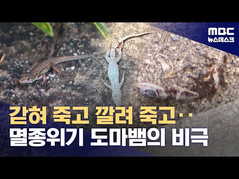 멸종위기 표범장지뱀 잇단 '로드킬'‥대체 무슨 일이? (2025.08.17/뉴스데스크/MBC)