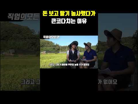 돈 보고 딸기 농사했다가 큰 코 다치는 이유