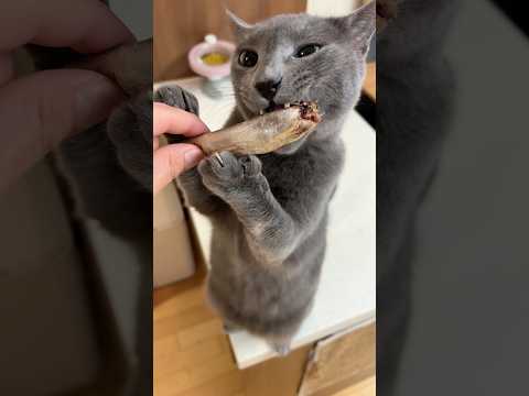 곽두필네 고양이 | 열빙어 와그자자작 https://bbs.opparadise.com/data/apms/video/youtube/VgTwKcsKP9s.jpg 곽두필네 고양이 | 열빙어 와그자자작