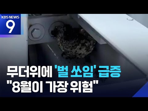 벌 쏘임·벌집 급증…“8월 가장 위험” [9시 뉴스] / KBS  2025.08.17.