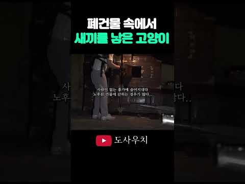 폐건물 지하에서 새끼를 낳은 길고양이