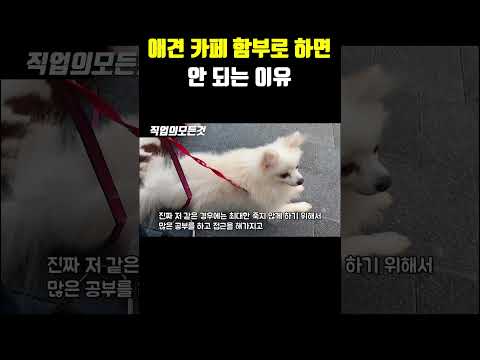 애견 카페 함부로 하면 안 되는 이유