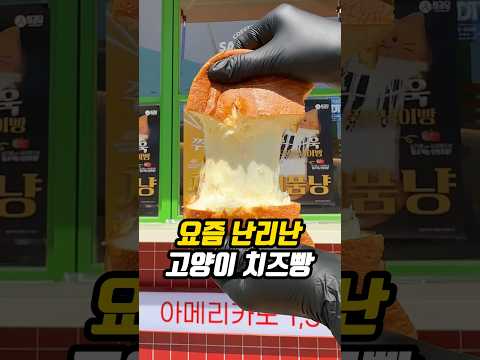 요즘 난리 난 고양이 치즈빵?