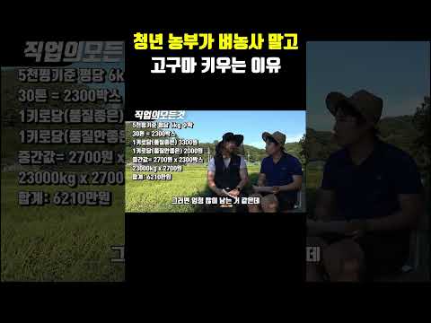 청년 농부가 벼농사 말고 고구마 키우는 이유
