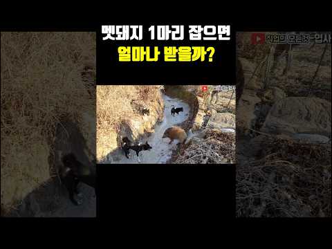 멧돼지 1마리 잡으면 얼마나 받을까?