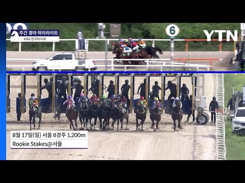 [주간 경마] 치프스타·와일드파크, 차세대 스타 '눈도장' / YTN