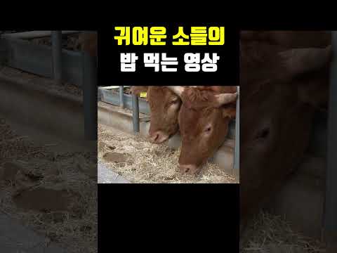 귀여운 소들의 밥 먹는 영상