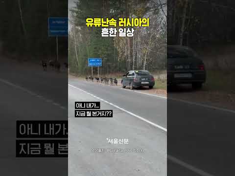 러시아의 심각한 유류난, 이제는 개가 자동차를 끕니다!  #러시아 #유류난 #우크라이나 #개썰매 #웃픈현실 #일상 #코미디 #상상초월 #개썰매차