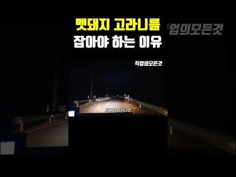 멧돼지 고라니를 잡아야 하는 이유