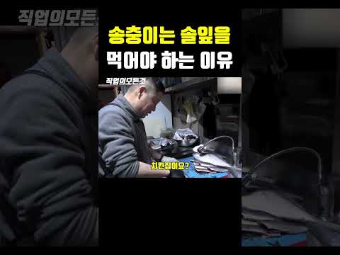 송충이는 솔잎을 먹어야 하는 이유