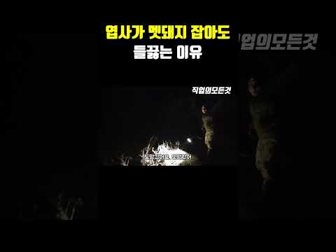엽사가 멧돼지 잡아도 들끓는 이유