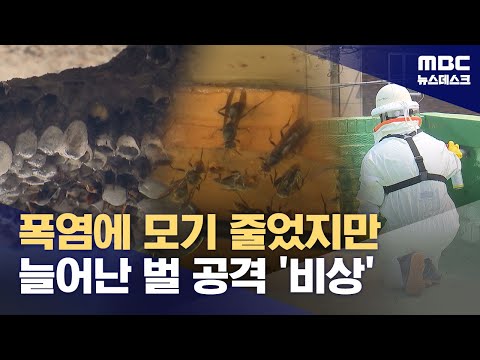 빨리 찾아온 폭염에 벌떼 습격도 급증 (2025.08.17/뉴스데스크/MBC)