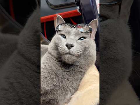 곽두필네 고양이 | 말 진짜 많다 너 https://bbs.opparadise.com/data/apms/video/youtube/ojLKDifxuaY.jpg 곽두필네 고양이 | 말 진짜 많다 너