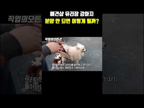 애견샵 유리장 강아지 분양 안 되면 어떻게 될까?