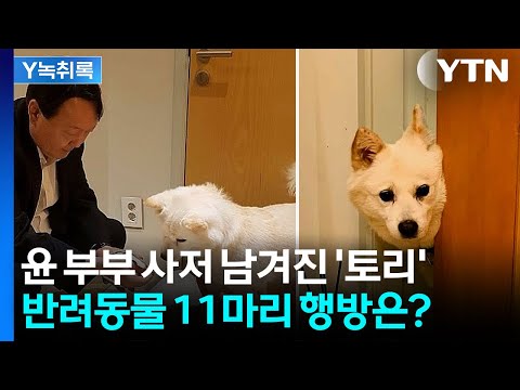 윤석열이 마지막까지 찾았던 '토리'...남은 반려동물 11마리 행방은? [Y녹취록] / YTN