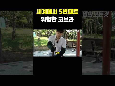 세계에서 5번째로 위험한 코브라